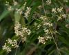 Neem-fa (Azadirachta indica) 