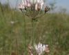 Pézsmahagyma (Allium moschatum)