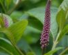 http://en.wikipedia.org/wiki/File:Phytolacca_americana_flower.jpg