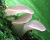 Kocsonyás álgereben (Pseudohydnum gelatinosum)