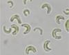 Pseudokirchneriella subcapitata