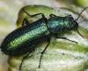 Psilothrix viridicoerulens