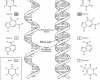 http://hu.wikipedia.org/wiki/F%C3%A1jl:RNA-comparedto-DNA_thymineAndUracilCorrec