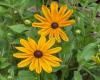 http://en.wikipedia.org/wiki/File:Rudbeckia_hirta_Indian_Summer.JPG