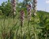 Sömörös kosbor (Orchis ustulata)