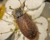 Xerasia grisescens