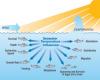 Effect of water temperature on fish