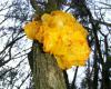 Aranyos rezgőgomba (Tremella mesenterica)