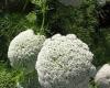 http://olharfeliz.typepad.com/jardin/2005/08/ammi_visnaga.html