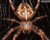 Araneus diadematus