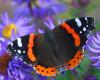 Atalanta lepke