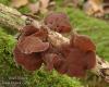 Júdásfülgomba (Auricularia auricula-judae)