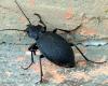 Carabus coriaceus