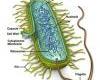 http://www.tutorvista.com/content/biology/biology-iii/kingdoms-living-world/bact