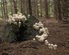 Bimbós pöfeteg (Lycoperdon perlatum)