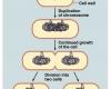 Binary fission