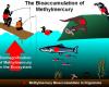 http://vceenviroscience.edublogs.org/files/2009/07/bioaccumulation.jpg