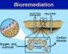 http://www.microscopesblog.com/2009/10/bioremediation.html