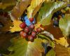 budai berkenye (Sorbus semiincisa)