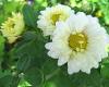Chrysanthemum cinerariaefolium