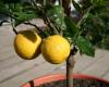 http://www.ubcbotanicalgarden.org/potd/2007/04/citrus_aurantium_subsp_bergamia_1