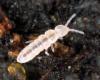 Collembola