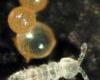 Collembola with eggs