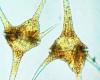 Dinoflagellates