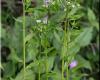 http://www.uni-graz.at/walter.obermayer/plants-of-styria/images/erigeron-annuus.