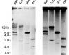 Southern blot analysis 