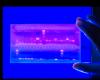 Gel electrophoresis