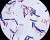 Gram-staining