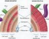 Gram-positive and Gram-negative cell wall