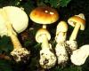 Gyilkos galóca (Amanita phalloides)