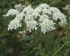 Közönséges medvetalp (Heracleum sp.)
