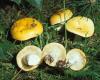 Krómsárga galambgomba, Russula claroflava