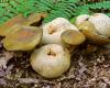 Élősdi tinórú, Pseudoboletus parasiticus