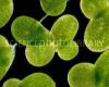 http://www.sciencephoto.com/media/131855/view