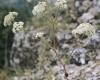 Magyar gurgolya (Seseli leucospermum)