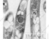 http://www.imageenvision.com/photo/5046-bacillus-anthracis-transmission-electron