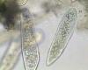 http://www.microscopy-uk.org.uk/mag/imgdec02/paramecium.jpg