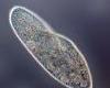 Paramecium caudatum