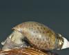 Pettyescsiga