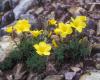 Pilisi len (linum dolomiticum)