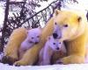 Polar bear and cubs