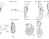 Soil protozoa