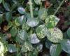 Rózsa-rozsda (Phragmidium mucronatum)