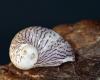 Rajzoscsiga