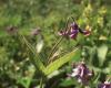 Réti iszalag (Clematis integrifolia, Ranunculaceae)