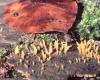 Dacryomycetales rend